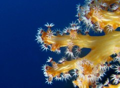 Chironephthya