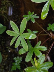 Alchemilla alpigena