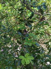 Lardizabalaceae