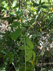 Lardizabalaceae
