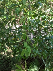 Lardizabalaceae