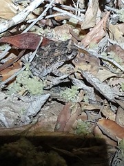 Sclerophrys pusilla