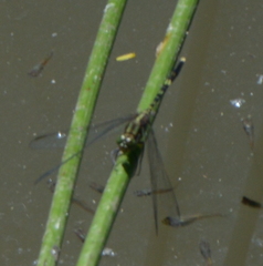 Orthetrum serapia