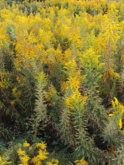 Solidago altissima