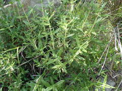 Diplacus longiflorus