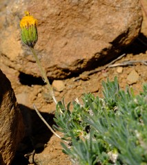 Felicia macrorrhiza