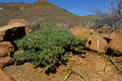 Felicia macrorrhiza