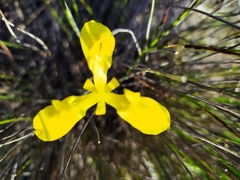 Moraea neglecta