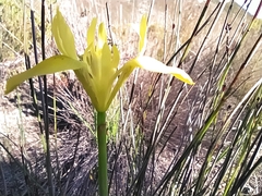 Moraea neglecta