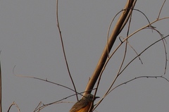 Monticola angolensis