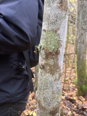 Pertusaria leioplaca