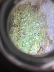 Pertusaria leioplaca