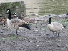 Branta canadensis