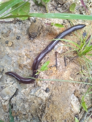 Gymnophiona