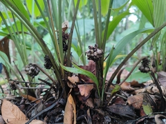 Molineria capitulata