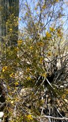 Larrea tridentata
