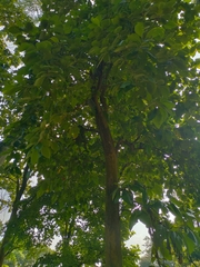 Tectona grandis