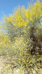 Larrea tridentata