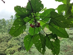 Clerodendrum colebrookianum