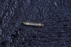 Tinea pallescentella