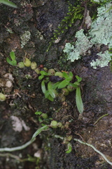 Polystachya ottoniana