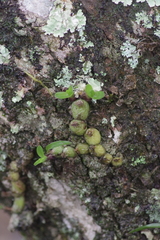 Polystachya ottoniana