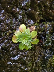 Micranthes stellaris