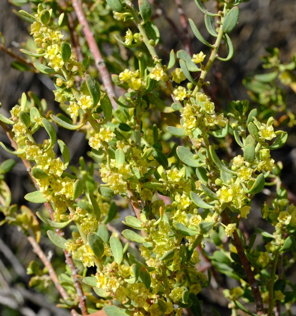 Clutia thunbergii