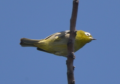 Zosterops xanthochroa