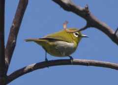 Zosterops xanthochroa