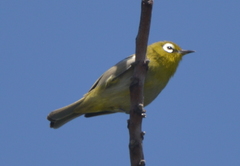 Zosterops xanthochroa