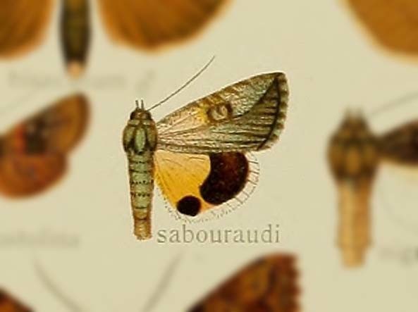 Anumeta sabouraudi