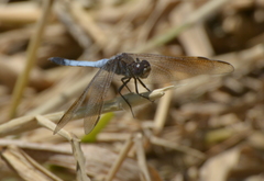 Orthetrum caledonicum