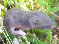 Peromyscus simulus