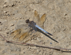 Orthetrum caledonicum