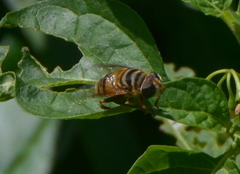 Palpada vinetorum