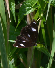 Hypolimnas bolina nerina