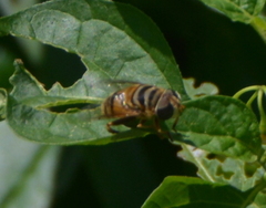 Palpada vinetorum