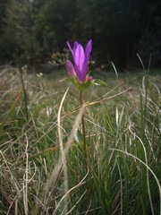 Campanula glomerata glomerata