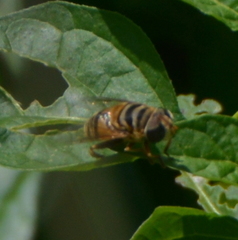 Palpada vinetorum