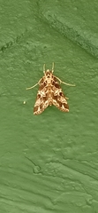 Paracymoriza olivalis