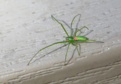 Tetragnatha viridis
