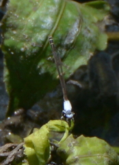 Agriocnemis exsudans