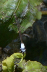 Agriocnemis exsudans