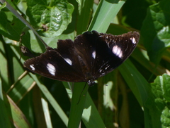 Hypolimnas bolina nerina