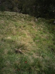Deschampsia cespitosa cespitosa