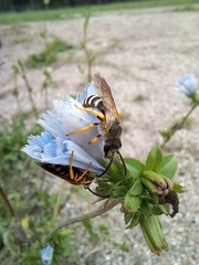 Halictus scabiosae