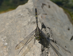 Orthetrum serapia