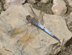 Orthetrum caledonicum