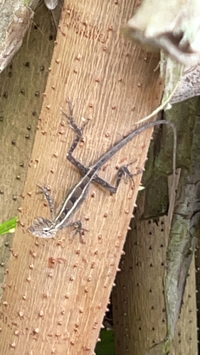 Indian Garden Lizard — seen at this dive site